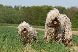 KOMONDOR ET PULI 064